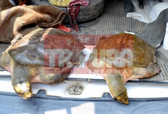Illegal sales of tortoises at Agartala open markets : 2 tortoises recovered by Forest Dept, No arrests 